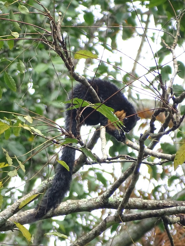Black giant squirrel (Ratufa bicolor)