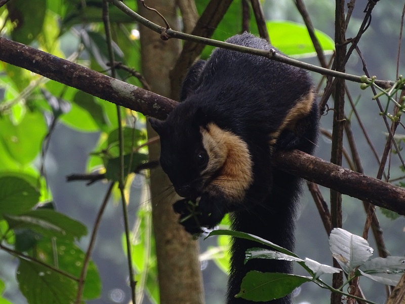 Black giant squirrel (Ratufa bicolor)