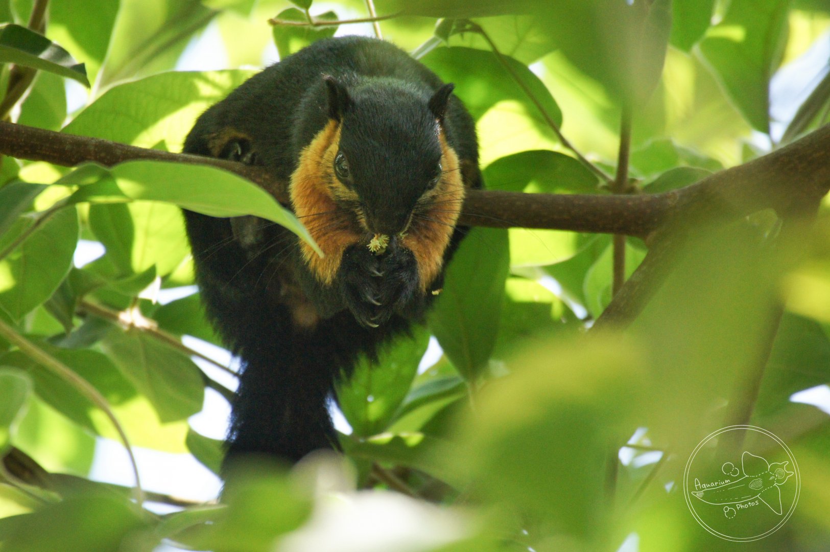 Black Giant Squirrel (Ratufa bicolor)
