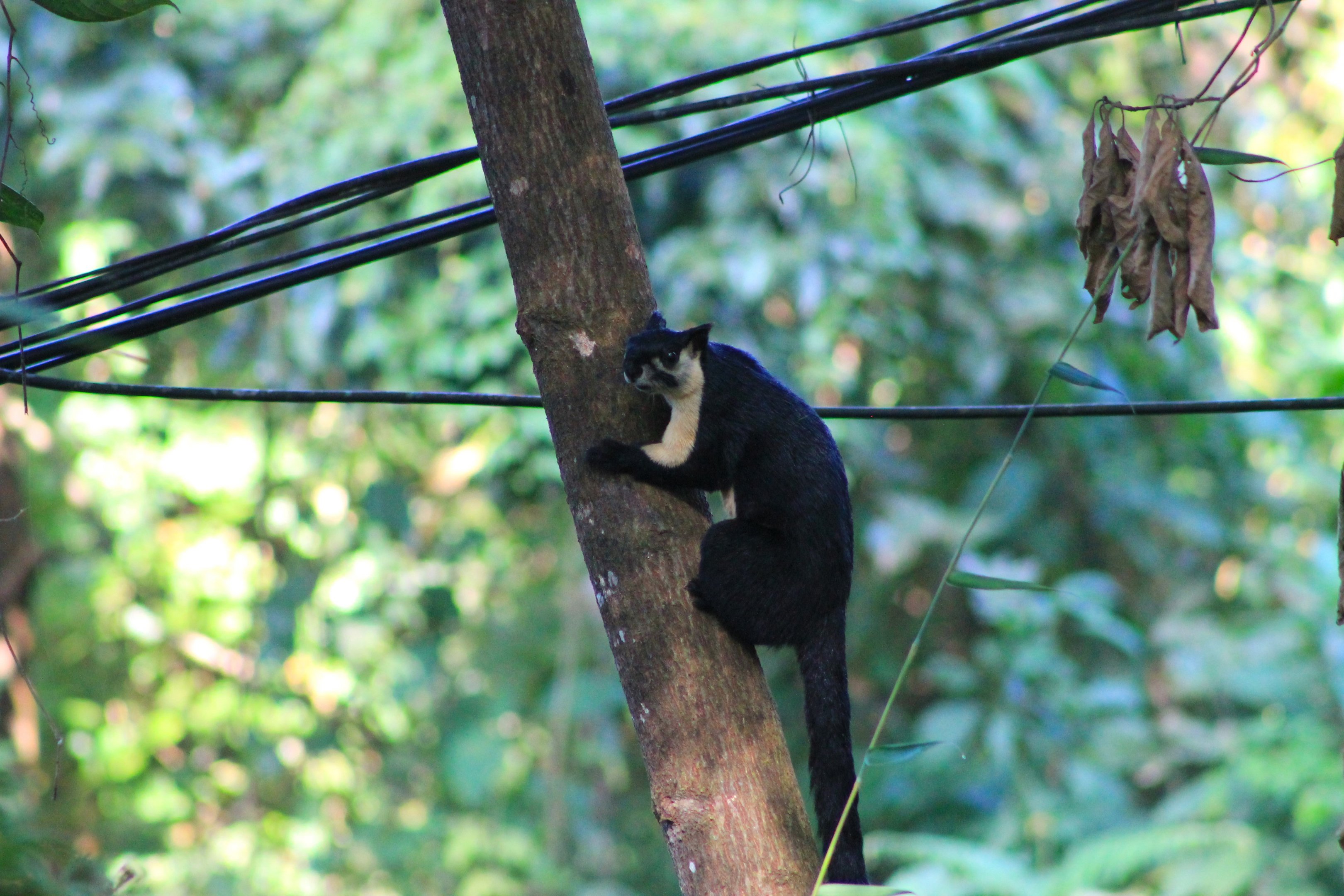 Black Giant Squirrel (Ratufa bicolor)
