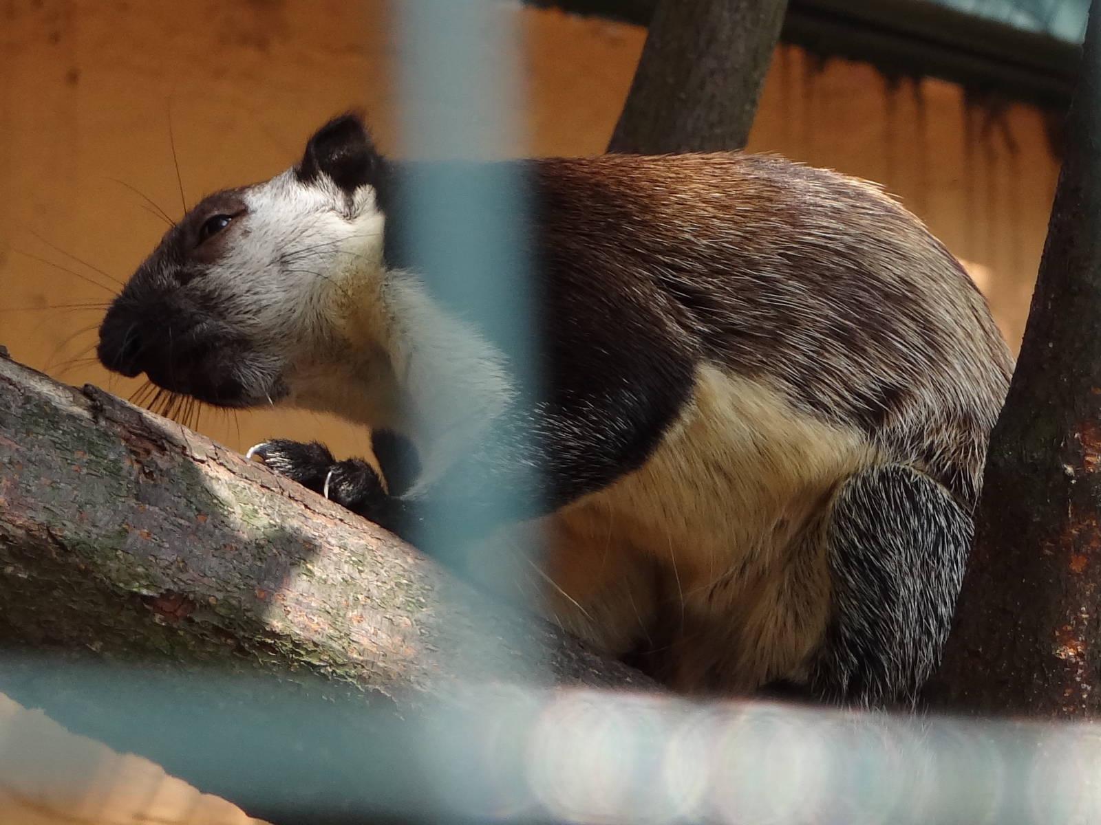 Black Giant Squirrel