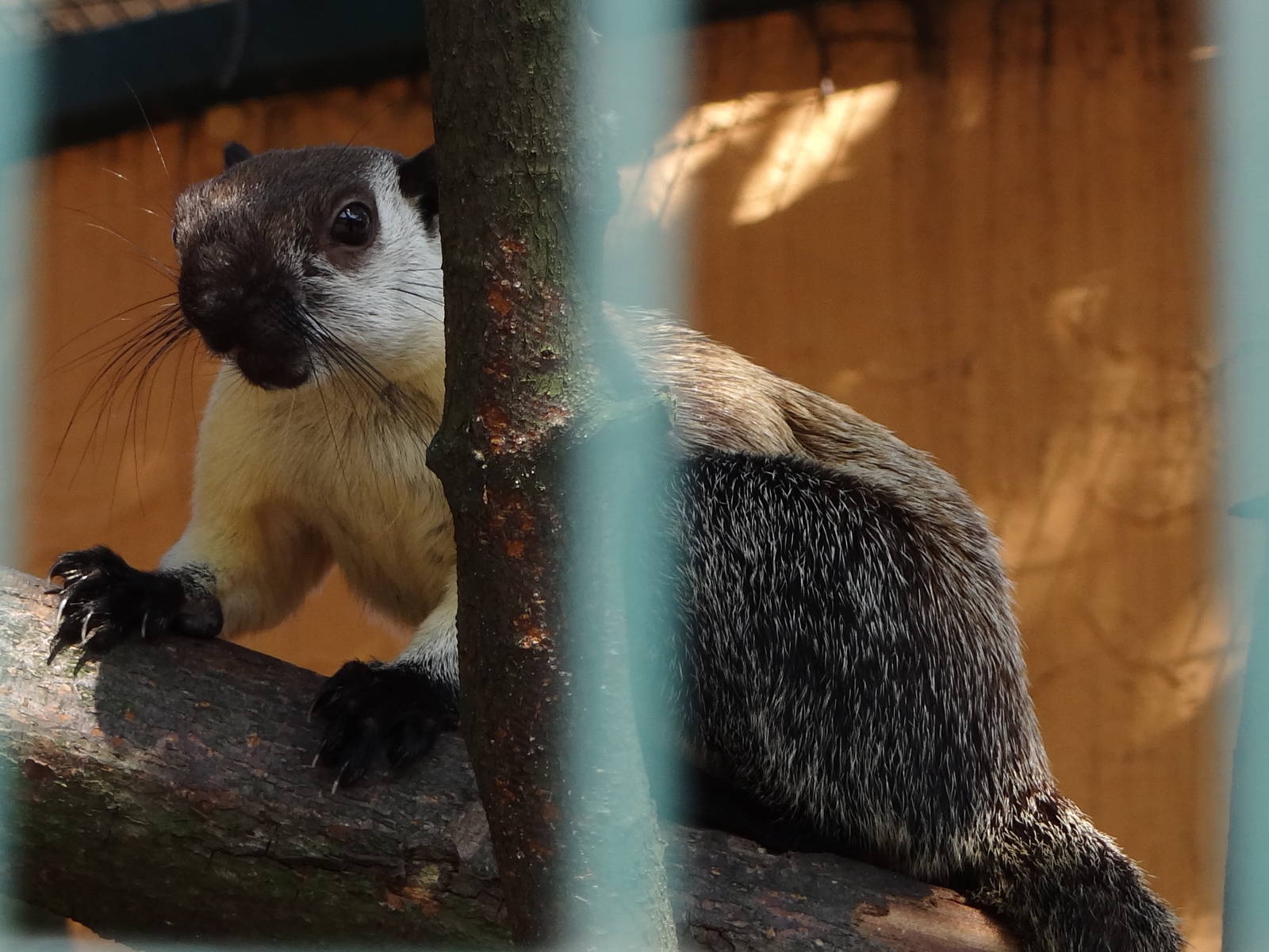 Black Giant Squirrel