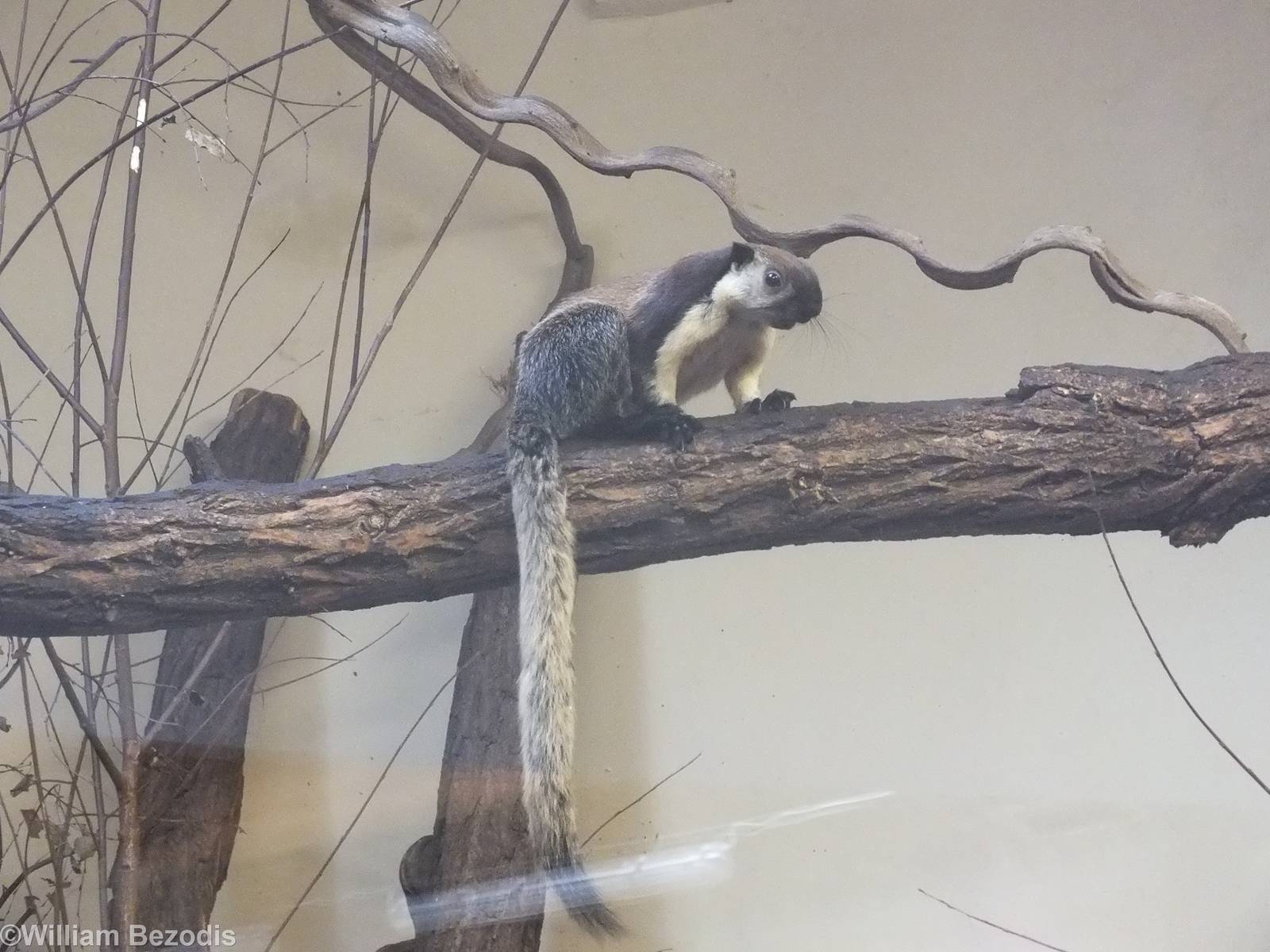 Black Giant Squirrel