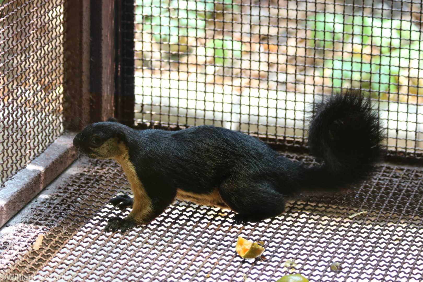 Black Giant Squirrel