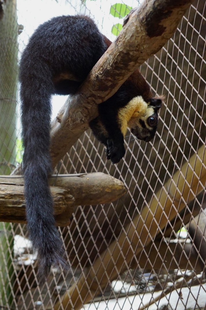 Black giant squirrel
