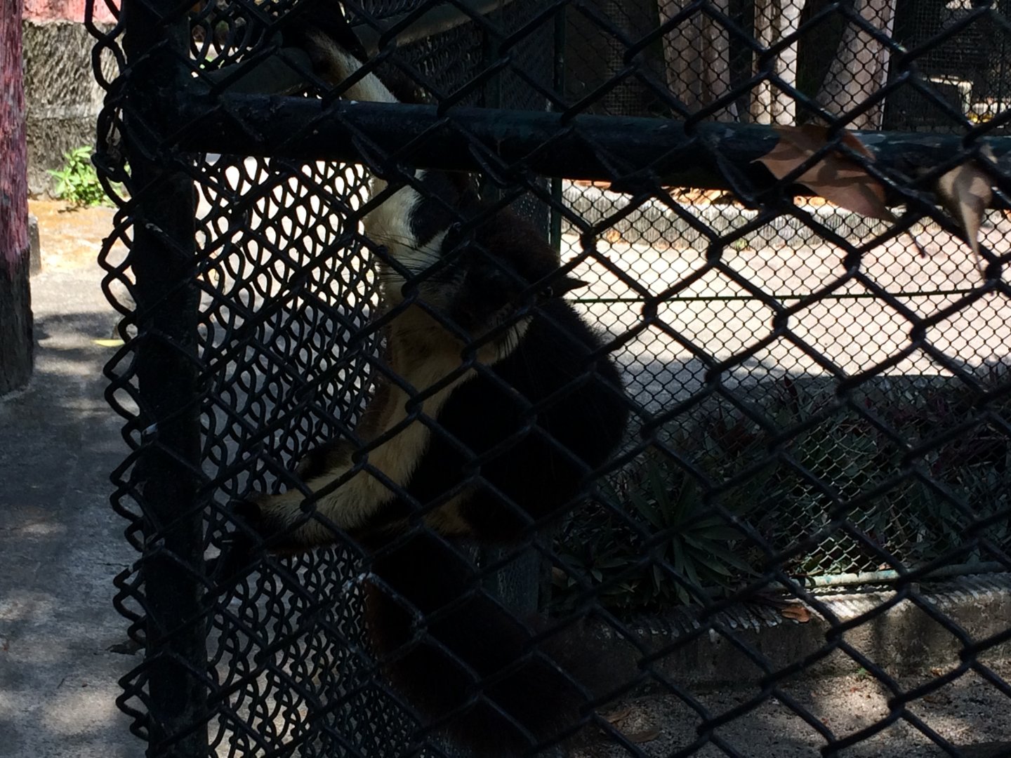 Black Giant Squirrel