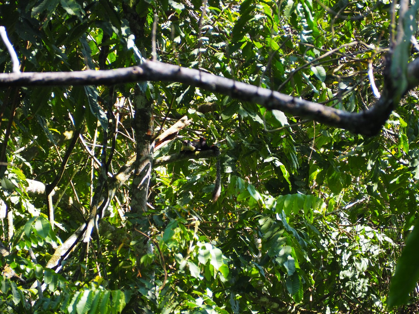 Black Giant Squirrel