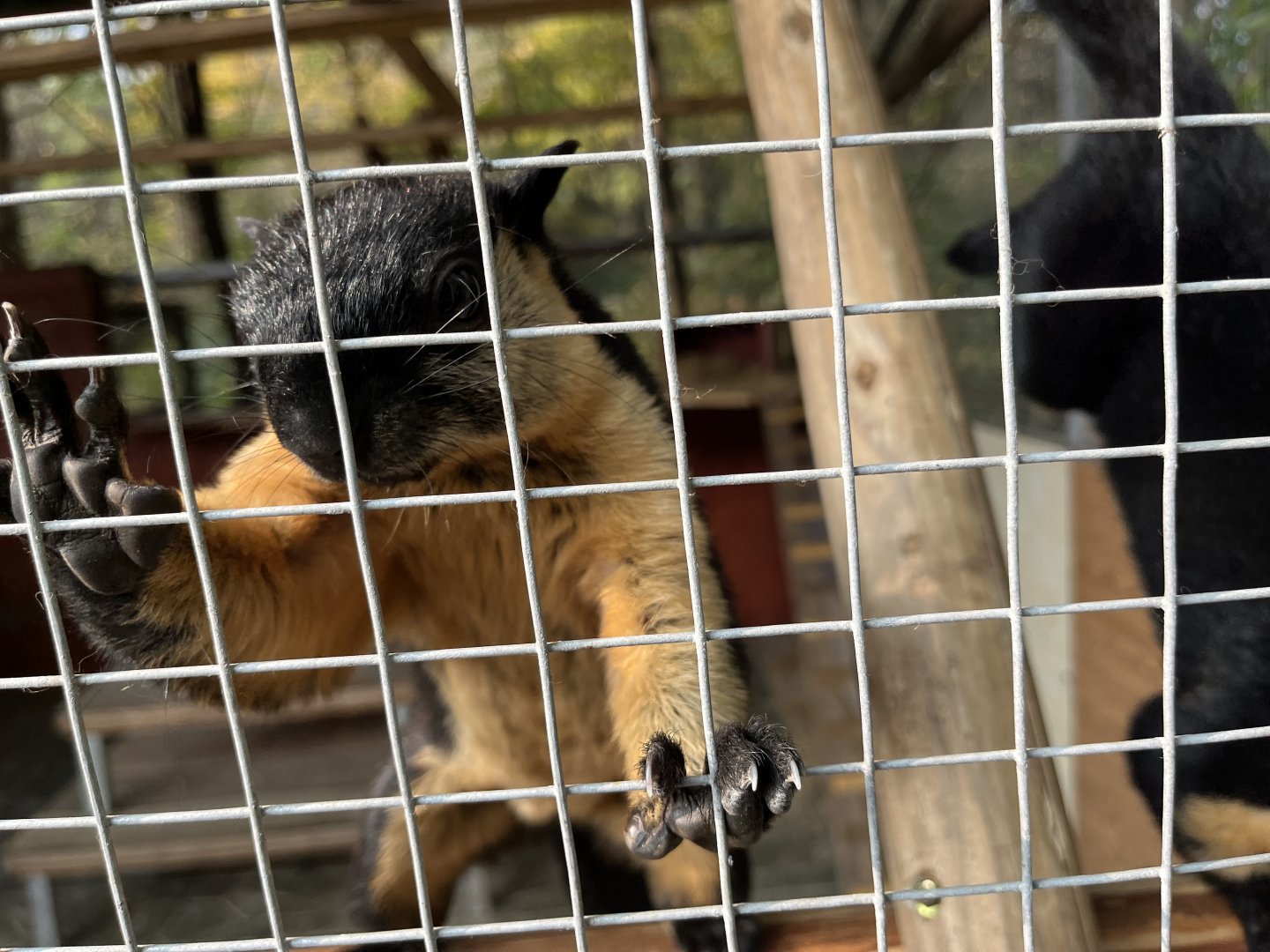 Black Giant Squirrel