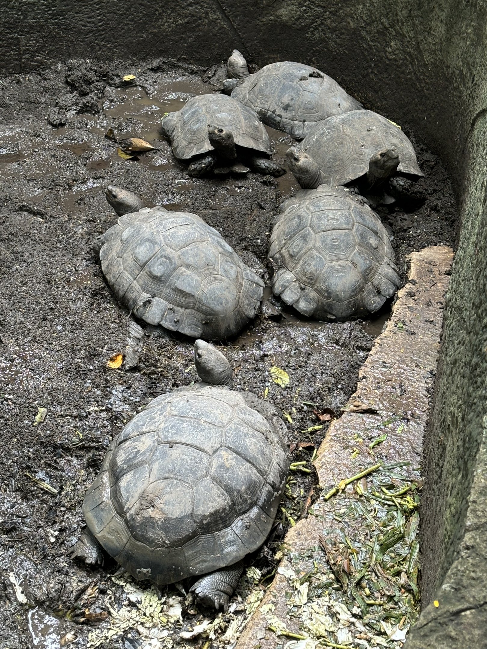 Black Giant Tortoises