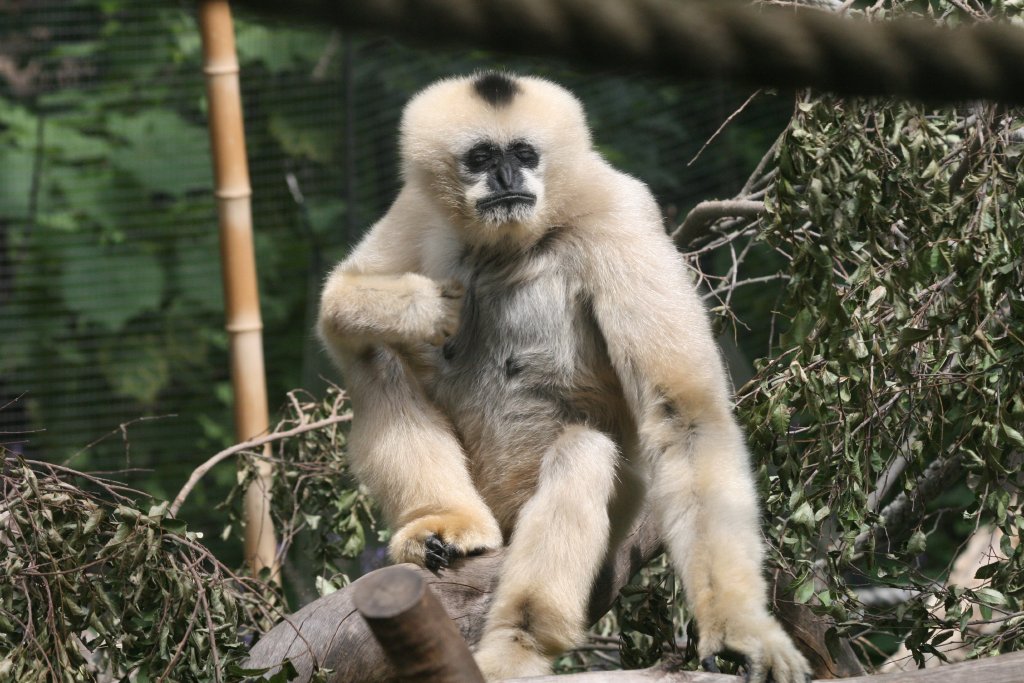 Black Gibbon (female)