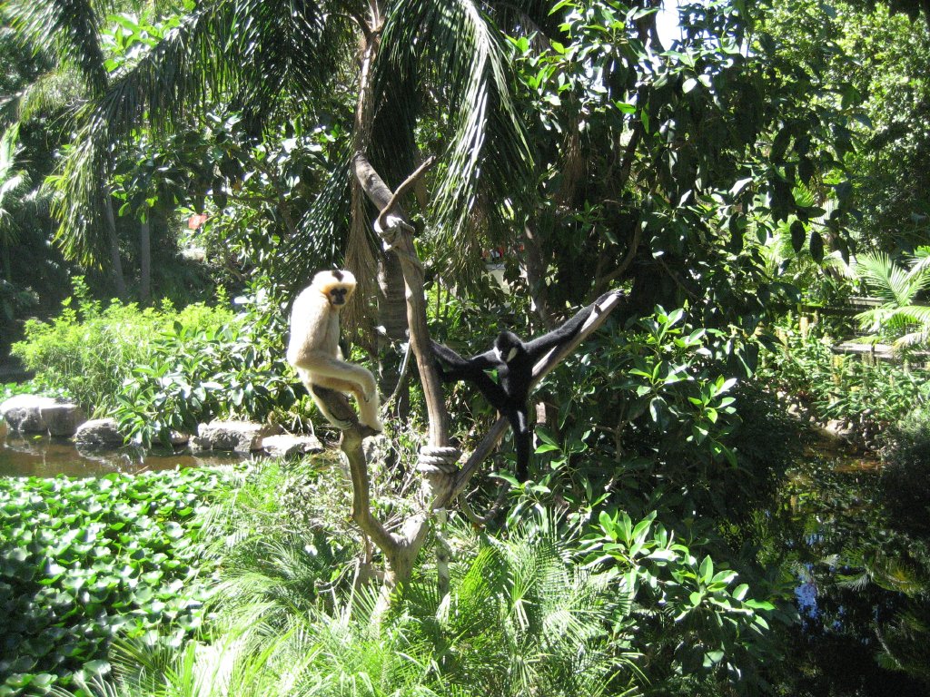 Black Gibbon pair