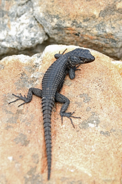 Black Girdled Lizard (Cordylus niger)