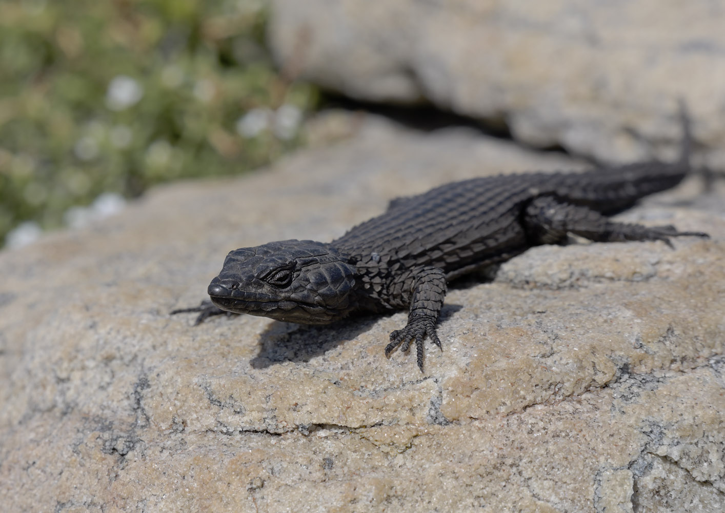 Black girdled lizard