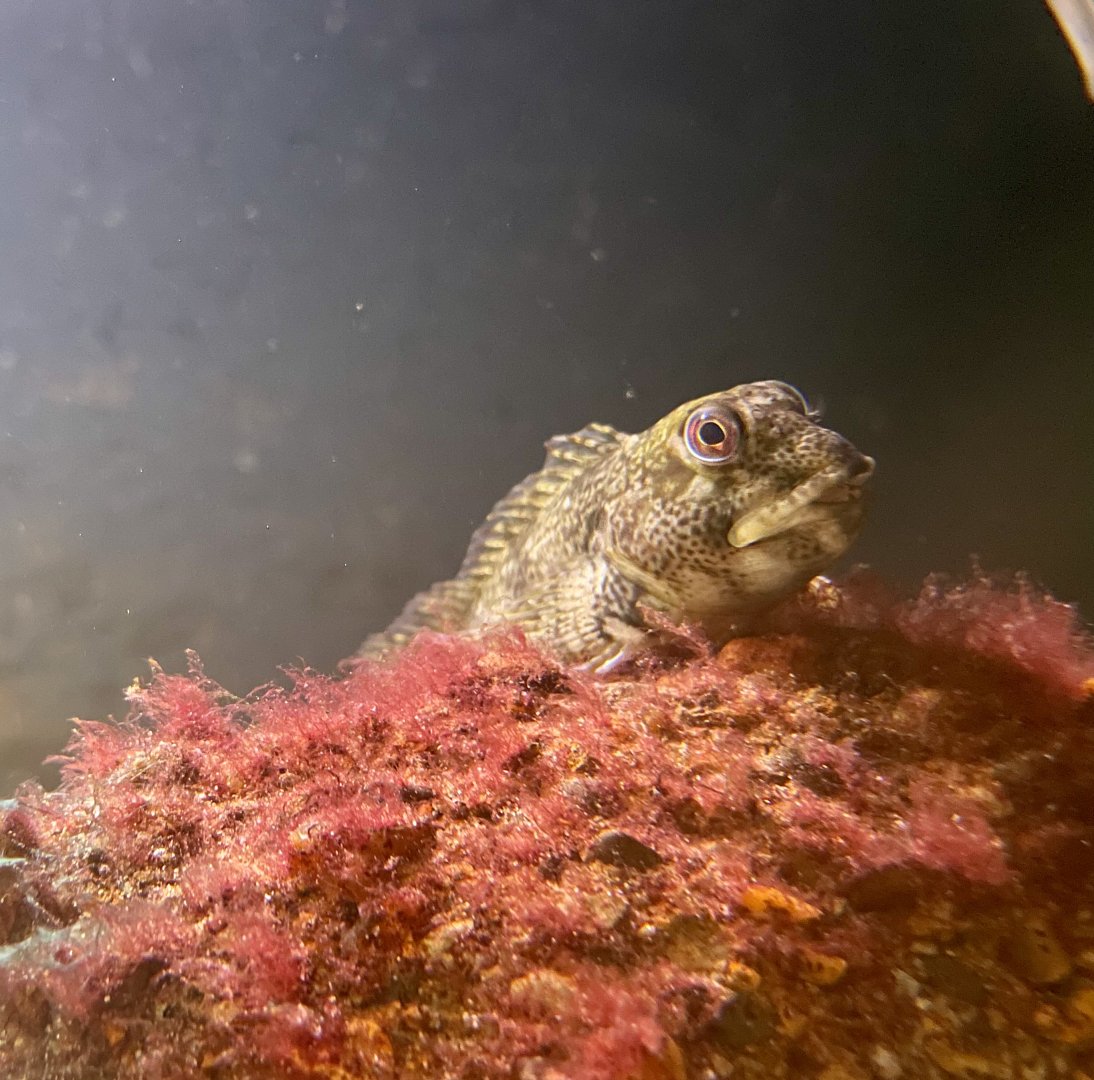 Black Goby (Gobius niger)