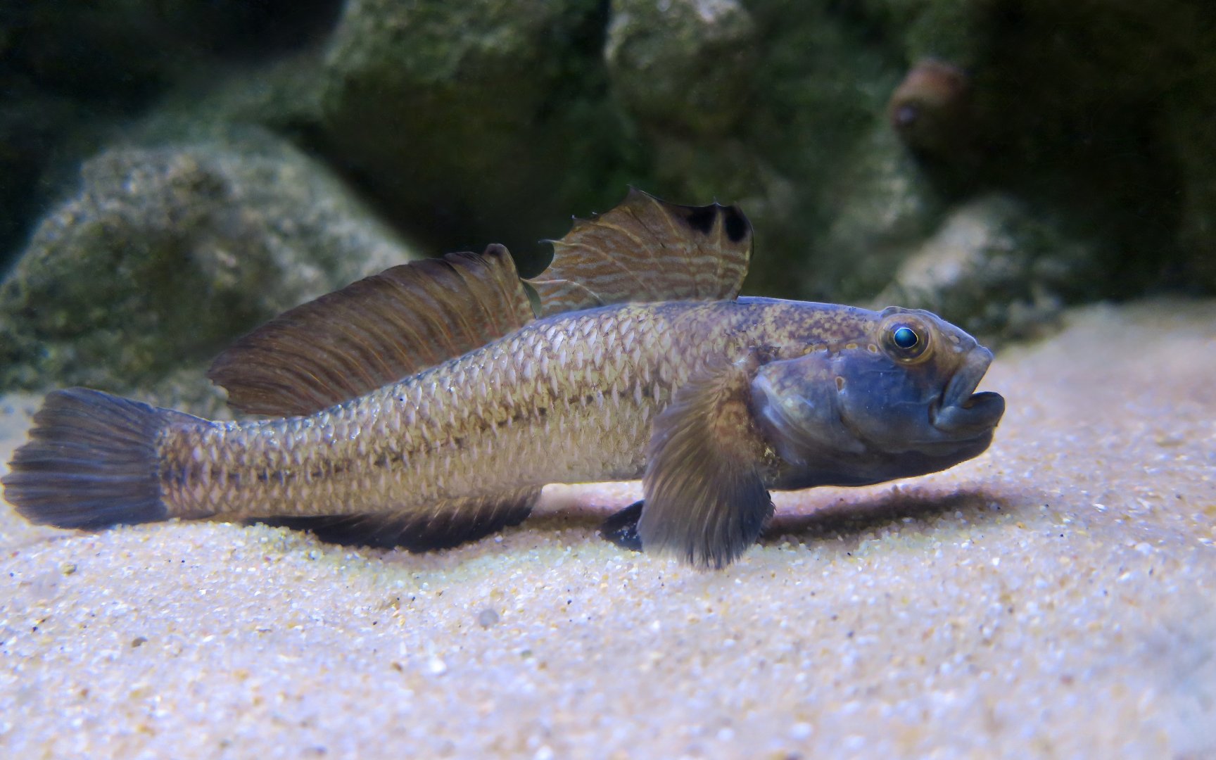 Black Goby (Gobius niger)