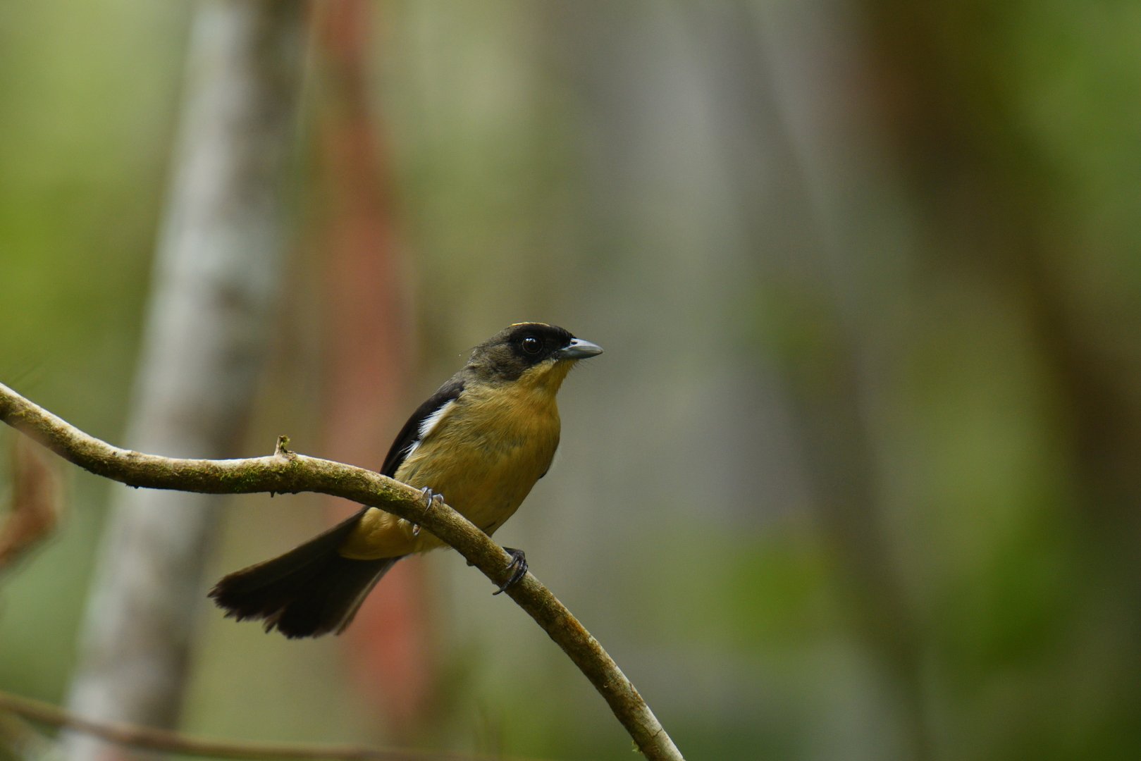 Black-goggled Tanager (Trichothraupis melanops)