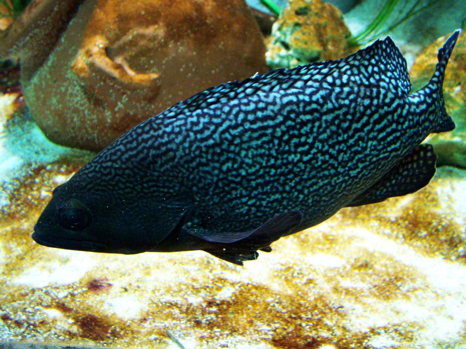 Black Grouper at West Mids, 05/05/12