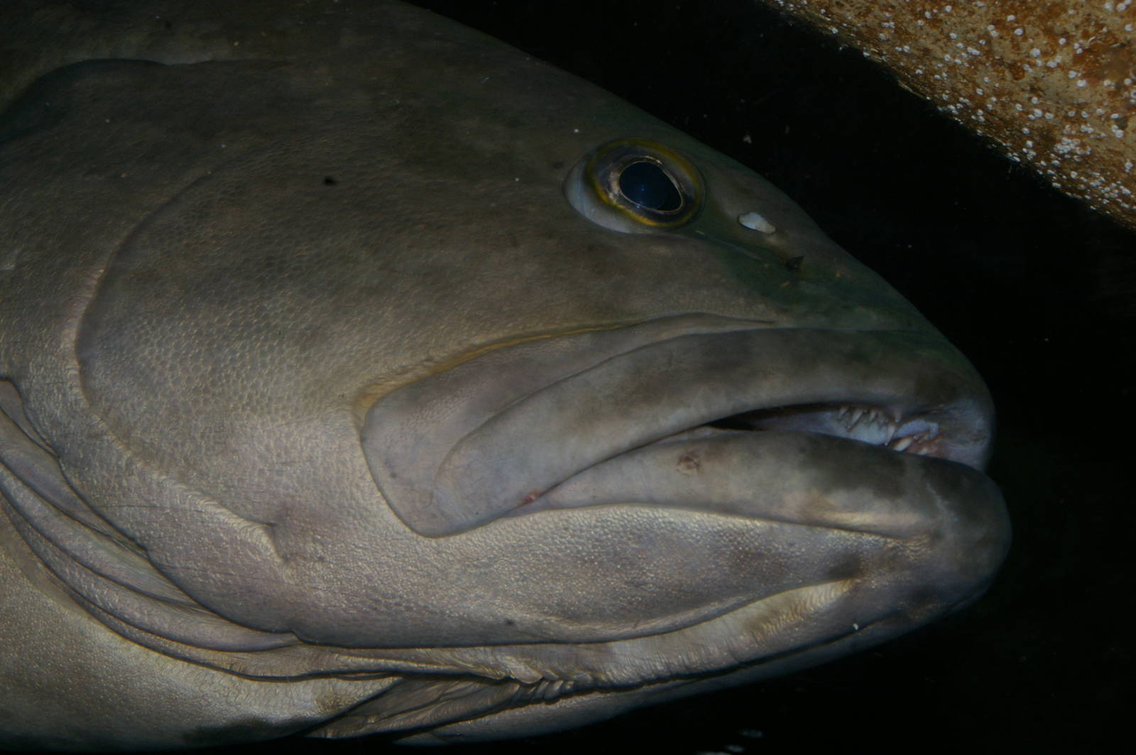 black grouper (Mycteroperca bonaci)