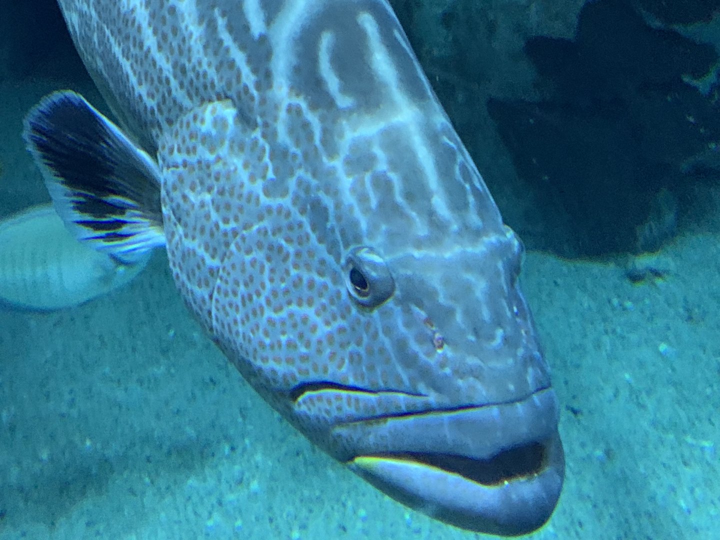 Black Grouper (Mycteroperca bonaci)