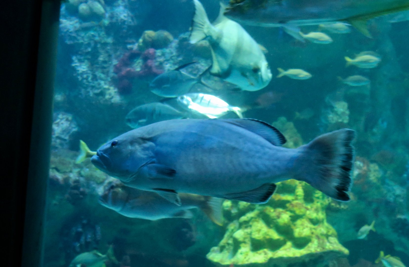 Black Grouper (Mycteroperca bonaci)