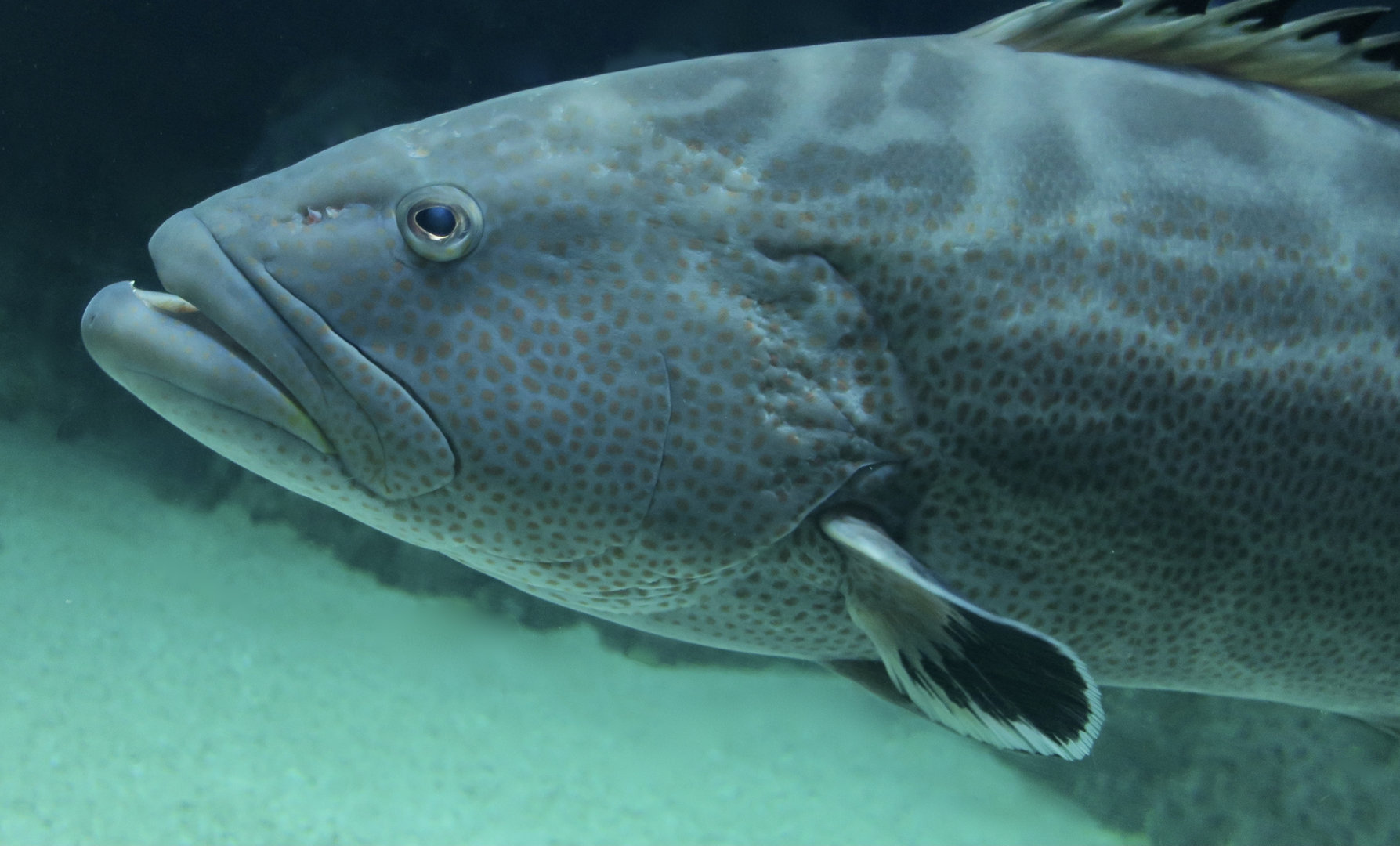 Black Grouper (Mycteroperca bonaci)