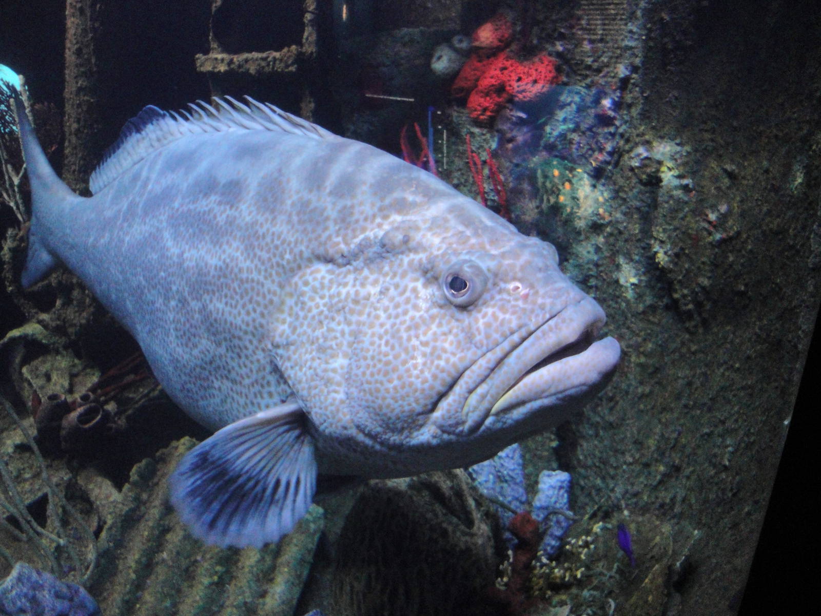 Black Grouper