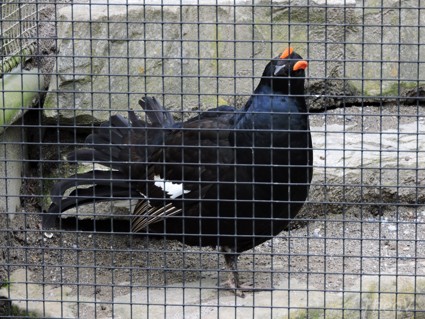 Black grouse [2016]