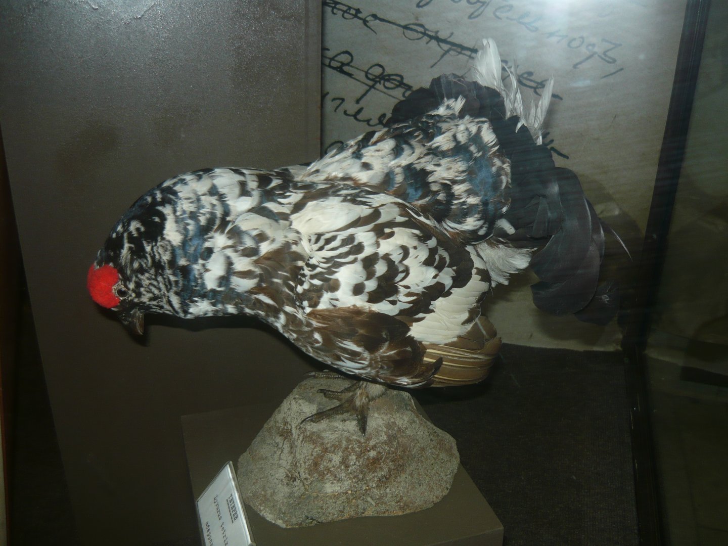 Black grouse, aberrant color morph