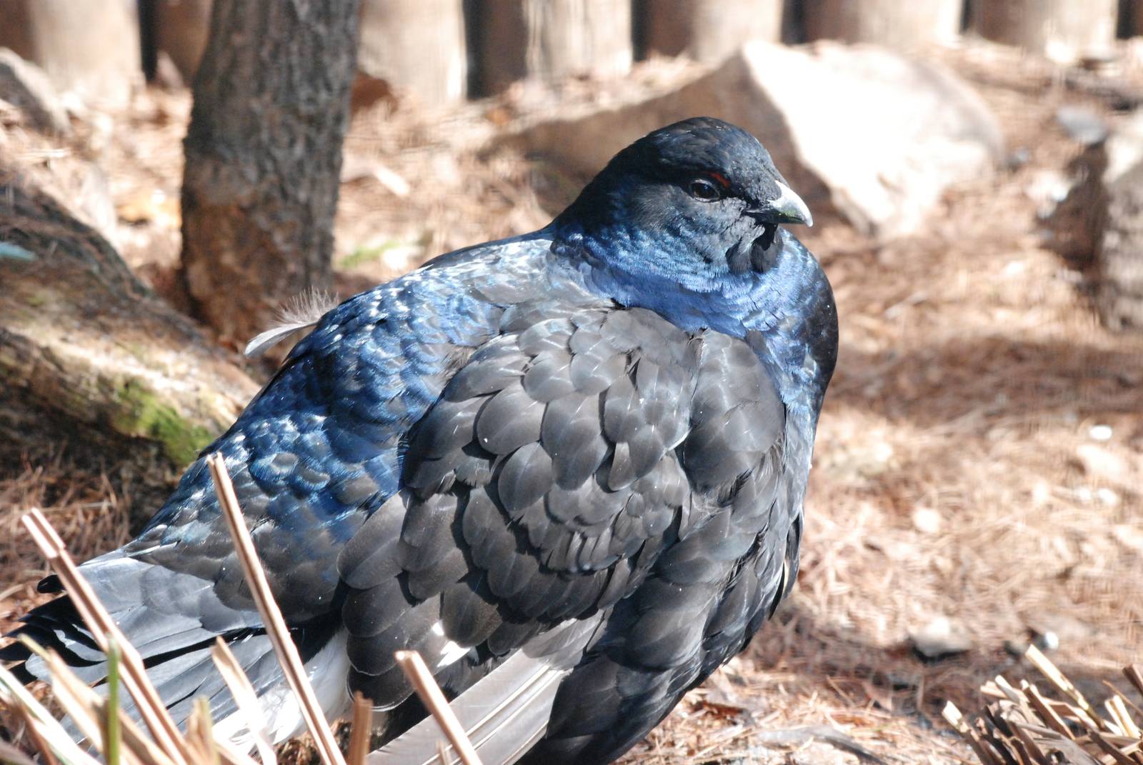 Black Grouse at Walsrode, 22/03/13