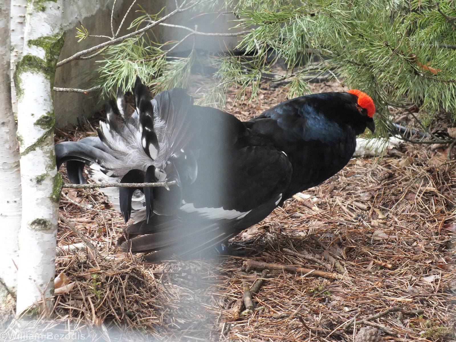 Black Grouse Displaying
