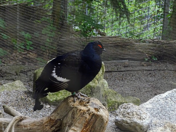 Black grouse (Lyrurus tetrix)