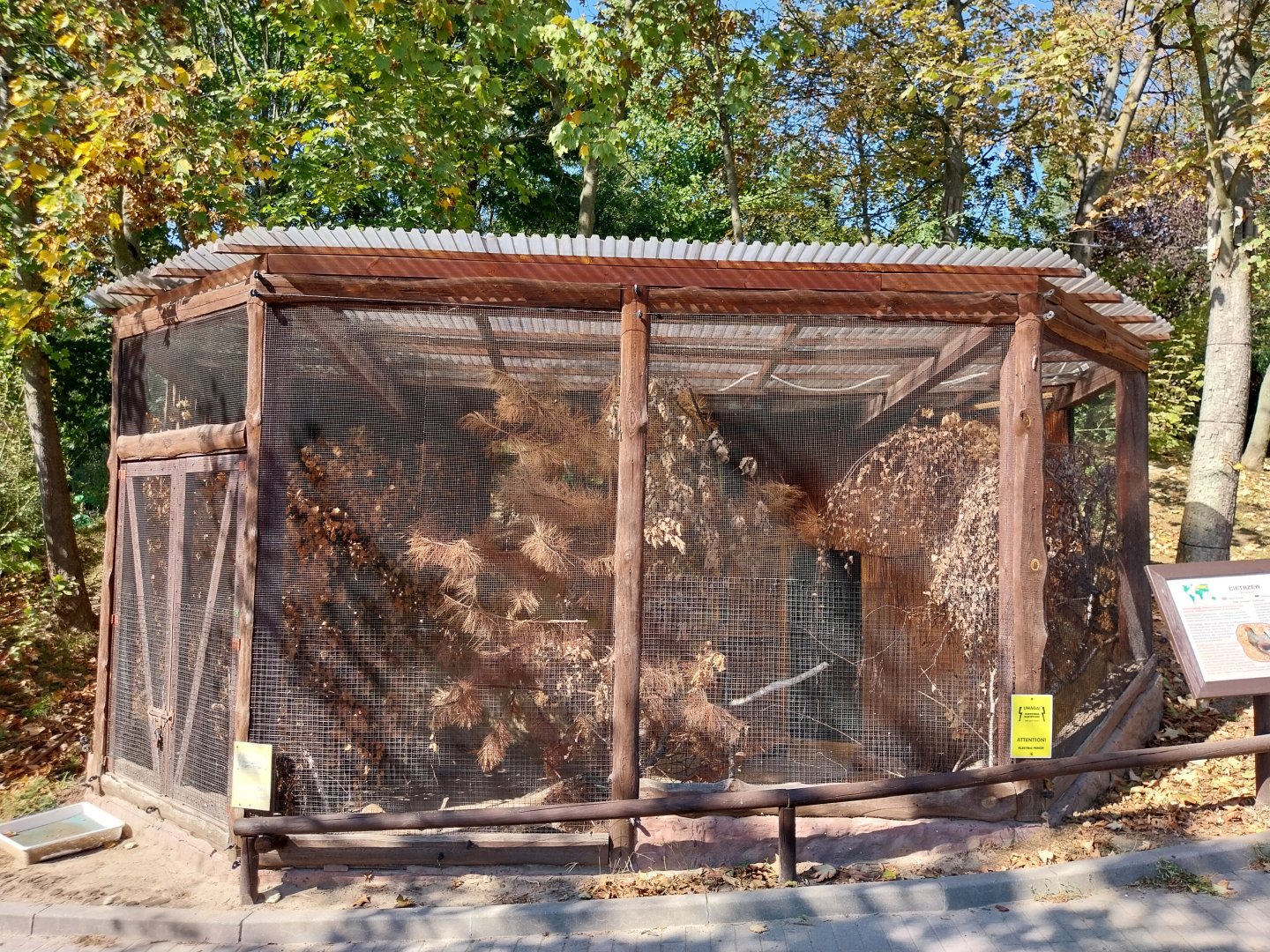 Black Grouse (Lyrurus tetrix)