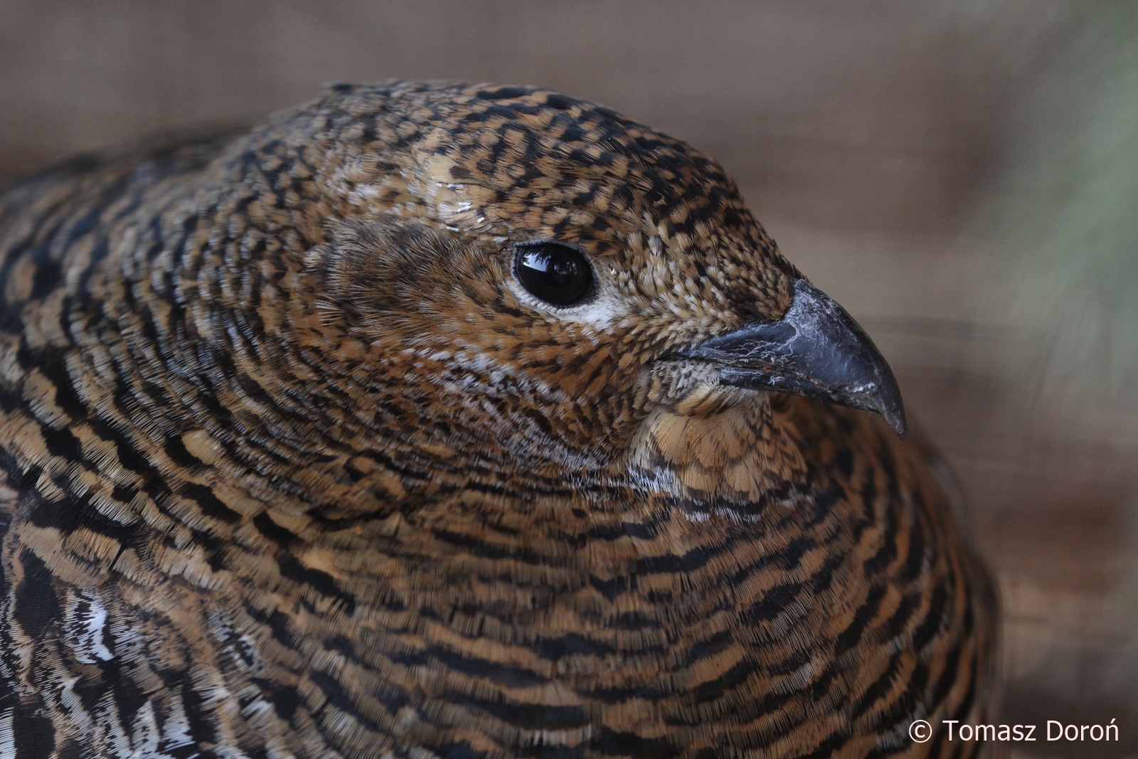 Black Grouse (Tetrao tetrix), February 2019
