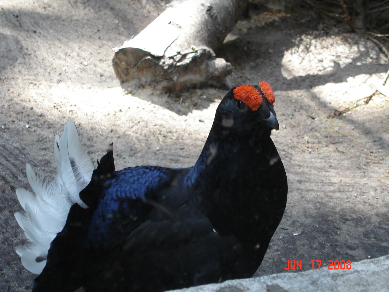 Black Grouse - Tetrao tetrix (male)
