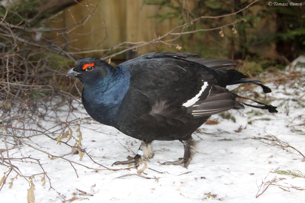 Black Grouse (Tetrao tetrix)