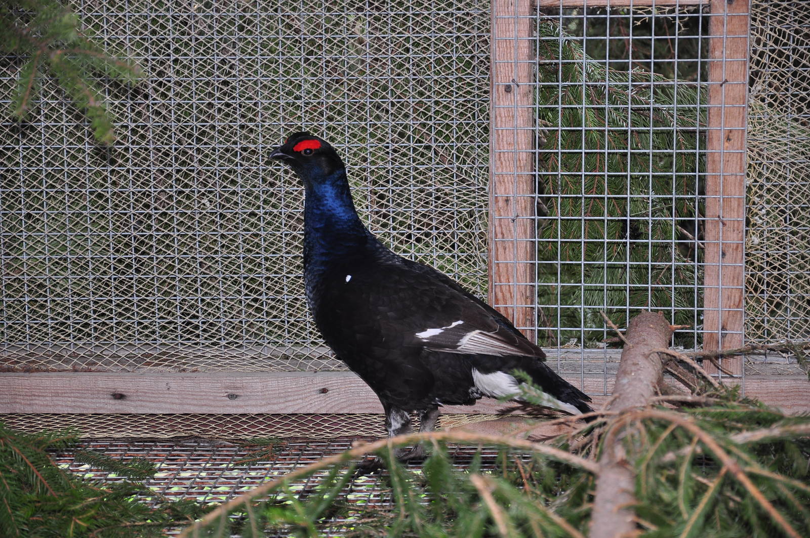 Black grouse/ Tetrao tetrix