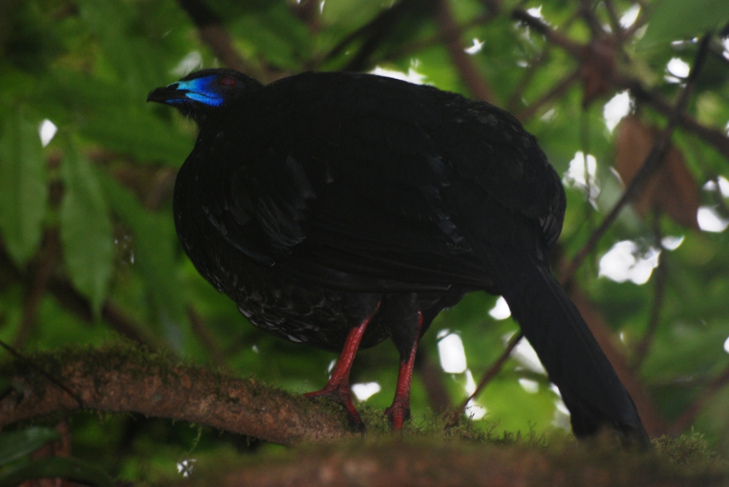 Black Guan at Monteverde Reserve, 20/04/14