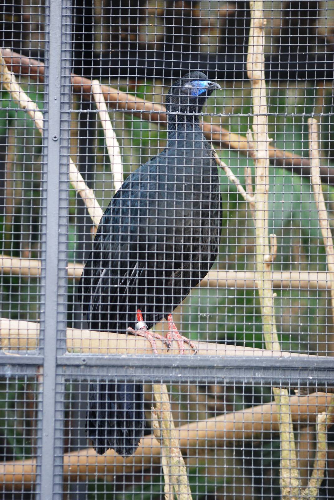 Black Guan at Zoo Simon Bolivar, 12/04/14