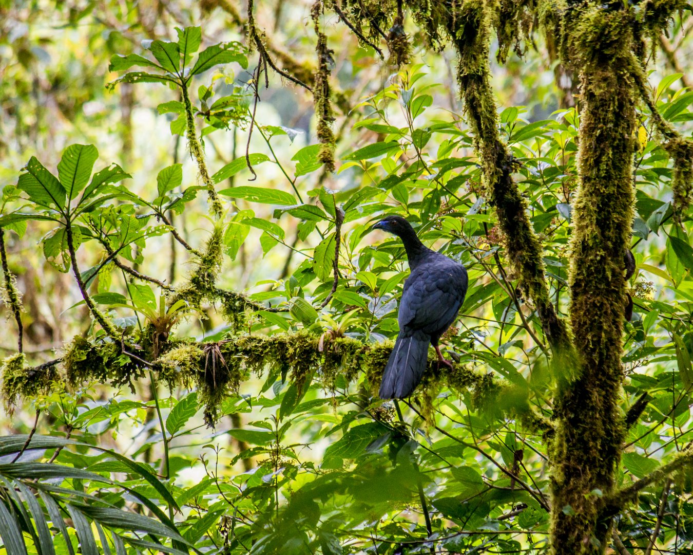 Black guan, Chamaepetes unicolor