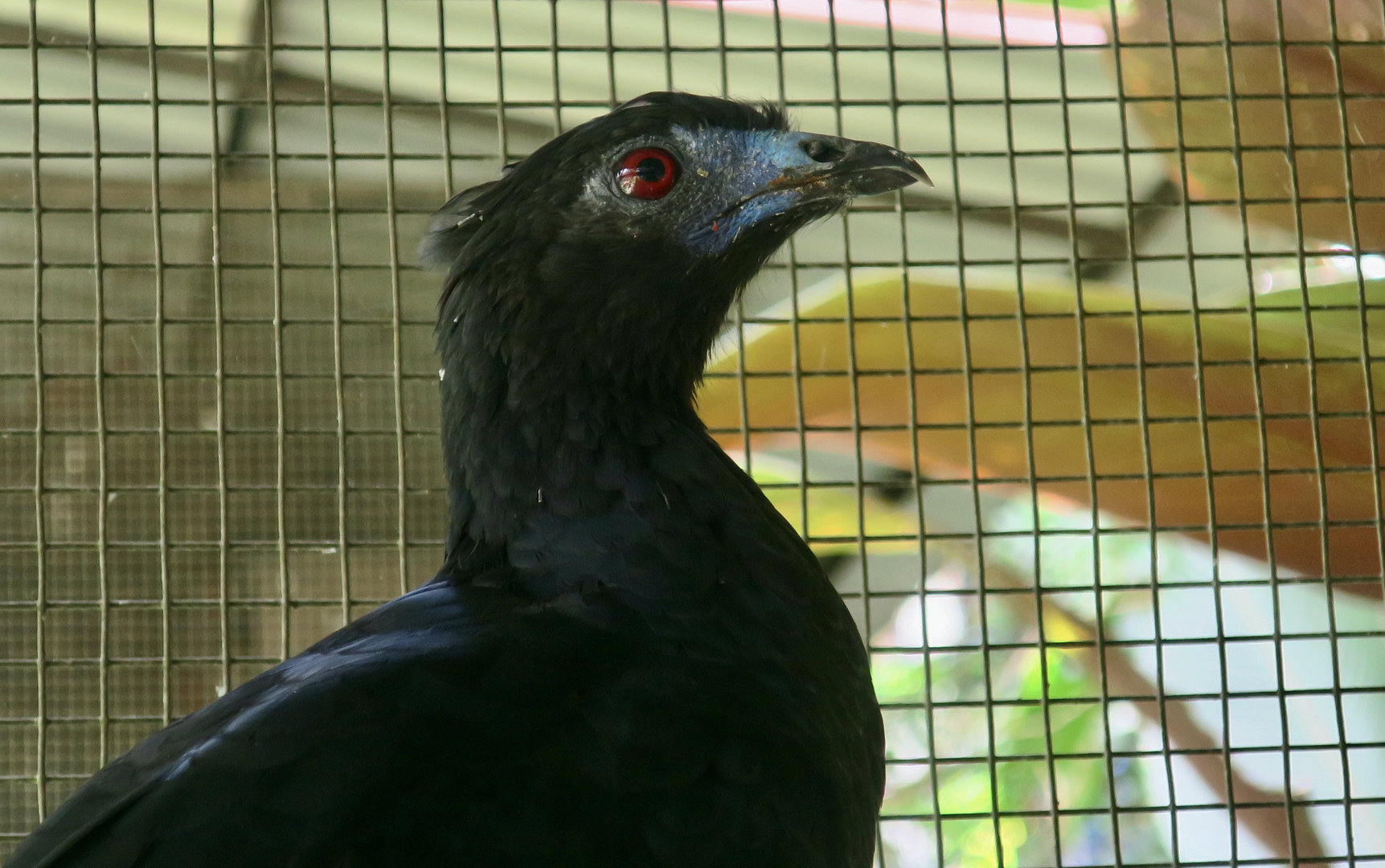 Black Guan (Chamaepetes unicolor)