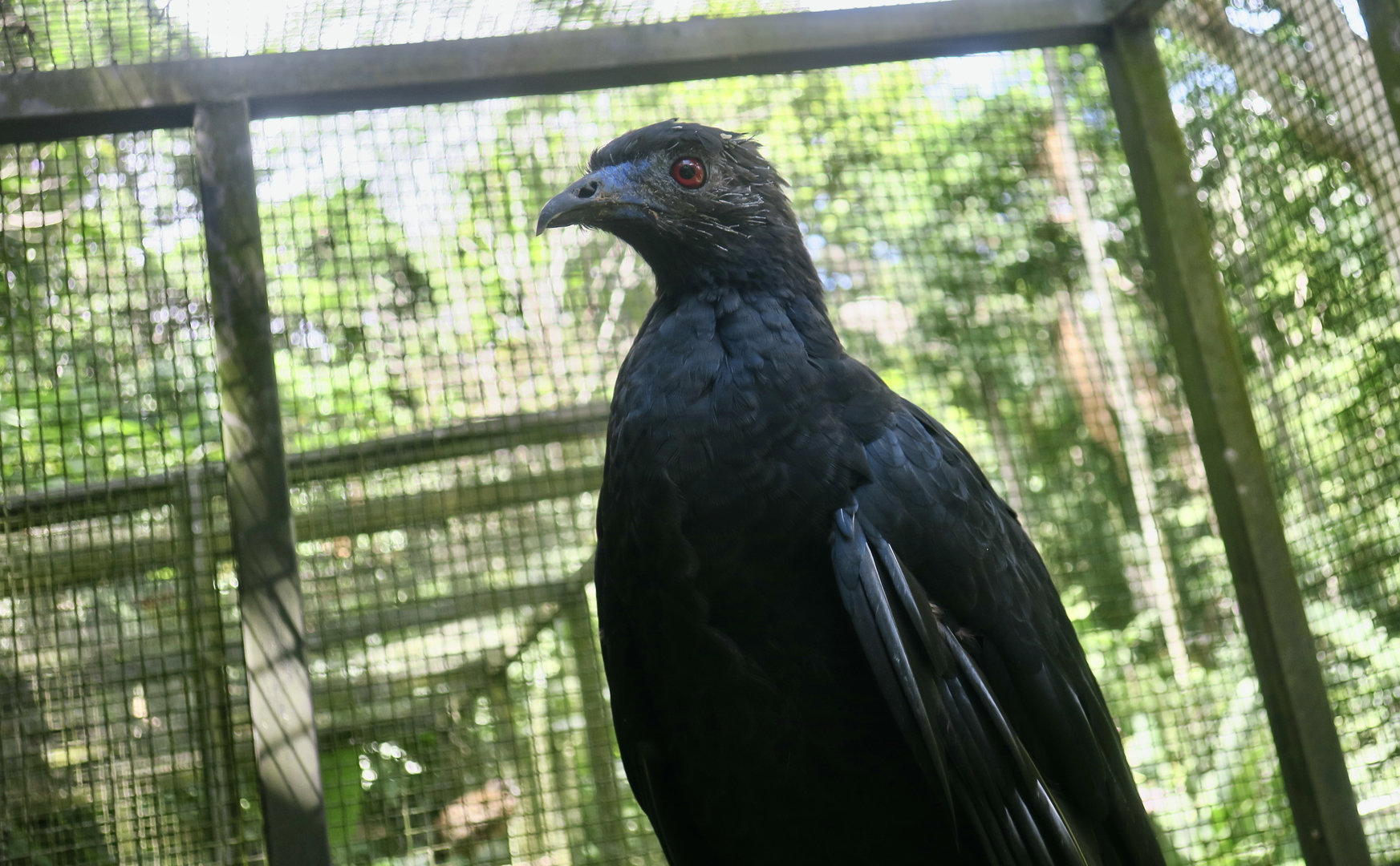 Black Guan (Chamaepetes unicolor)