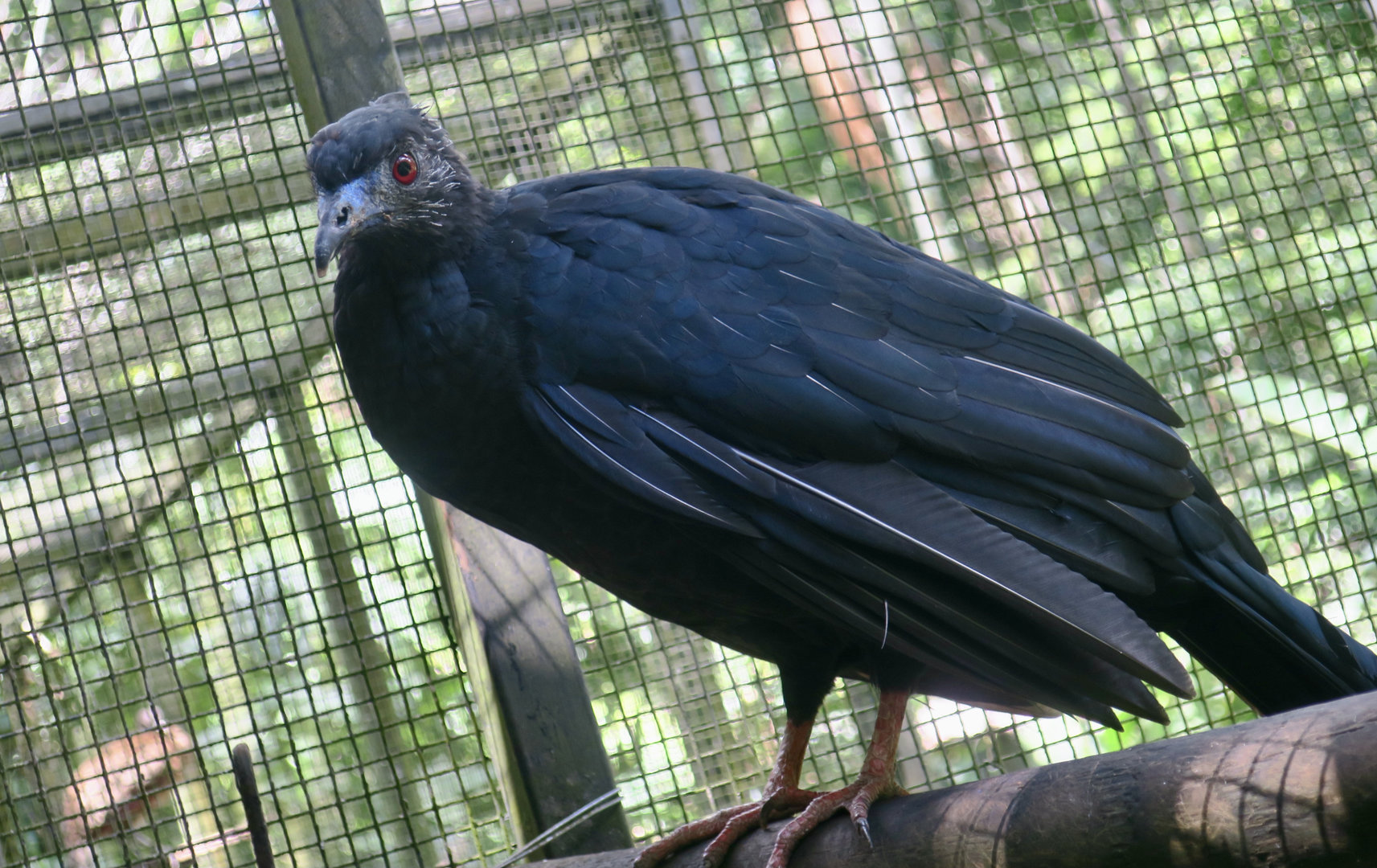 Black Guan (Chamaepetes unicolor)