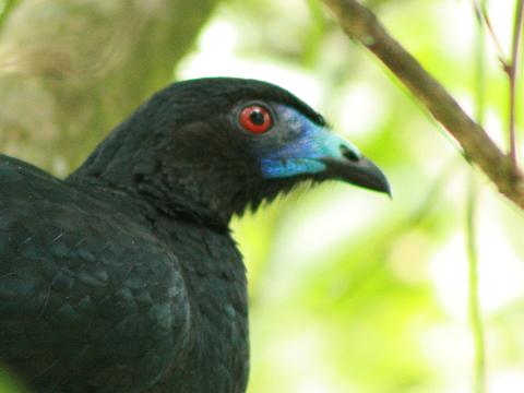 Black Guan