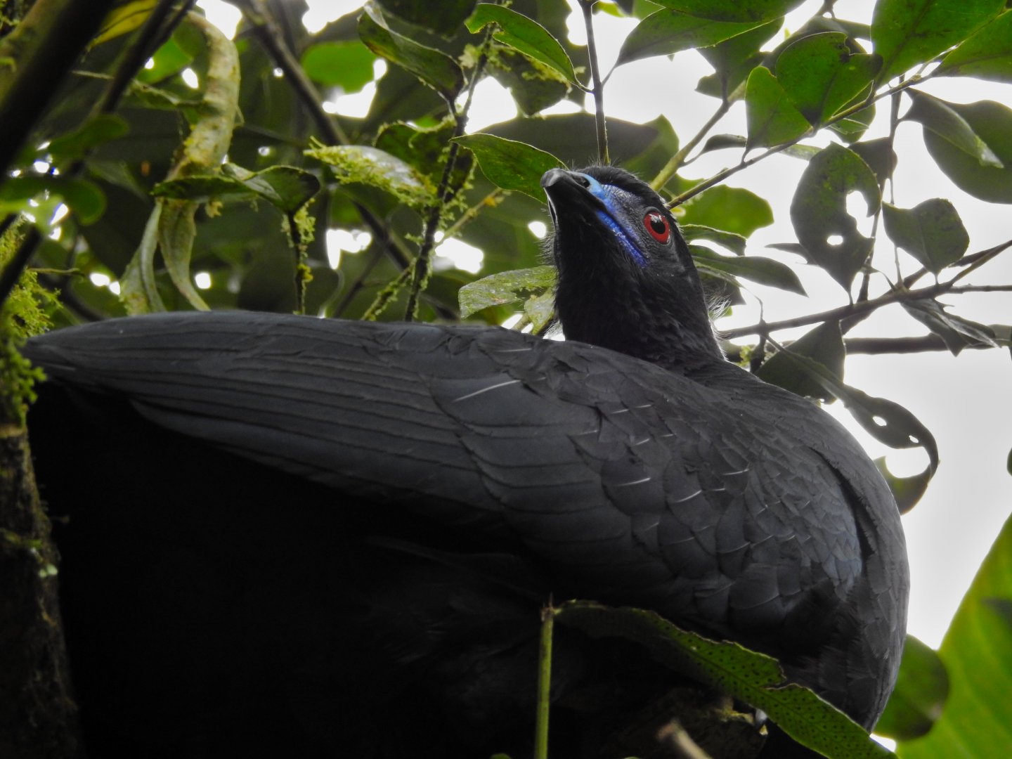 Black Guan