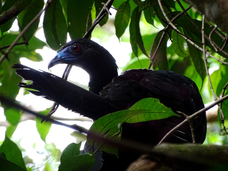 Black guan
