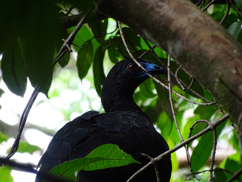 Black guan