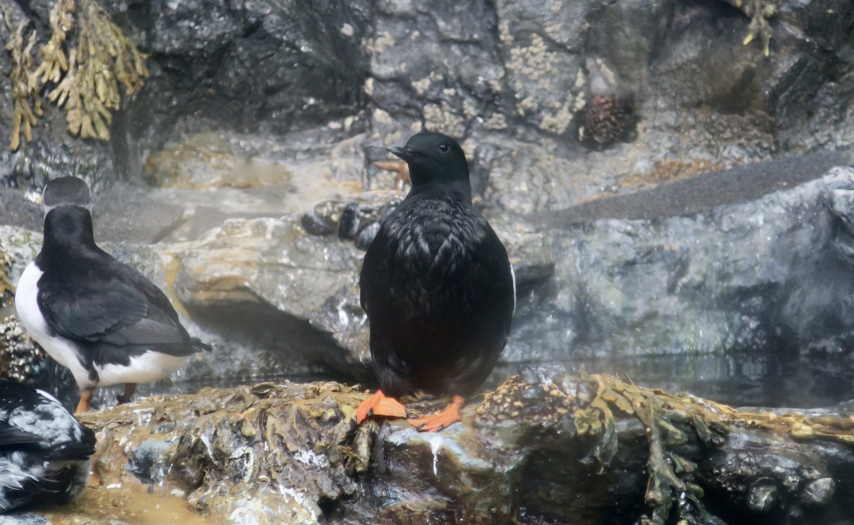 Black Guillemot (Cepphus grylle)