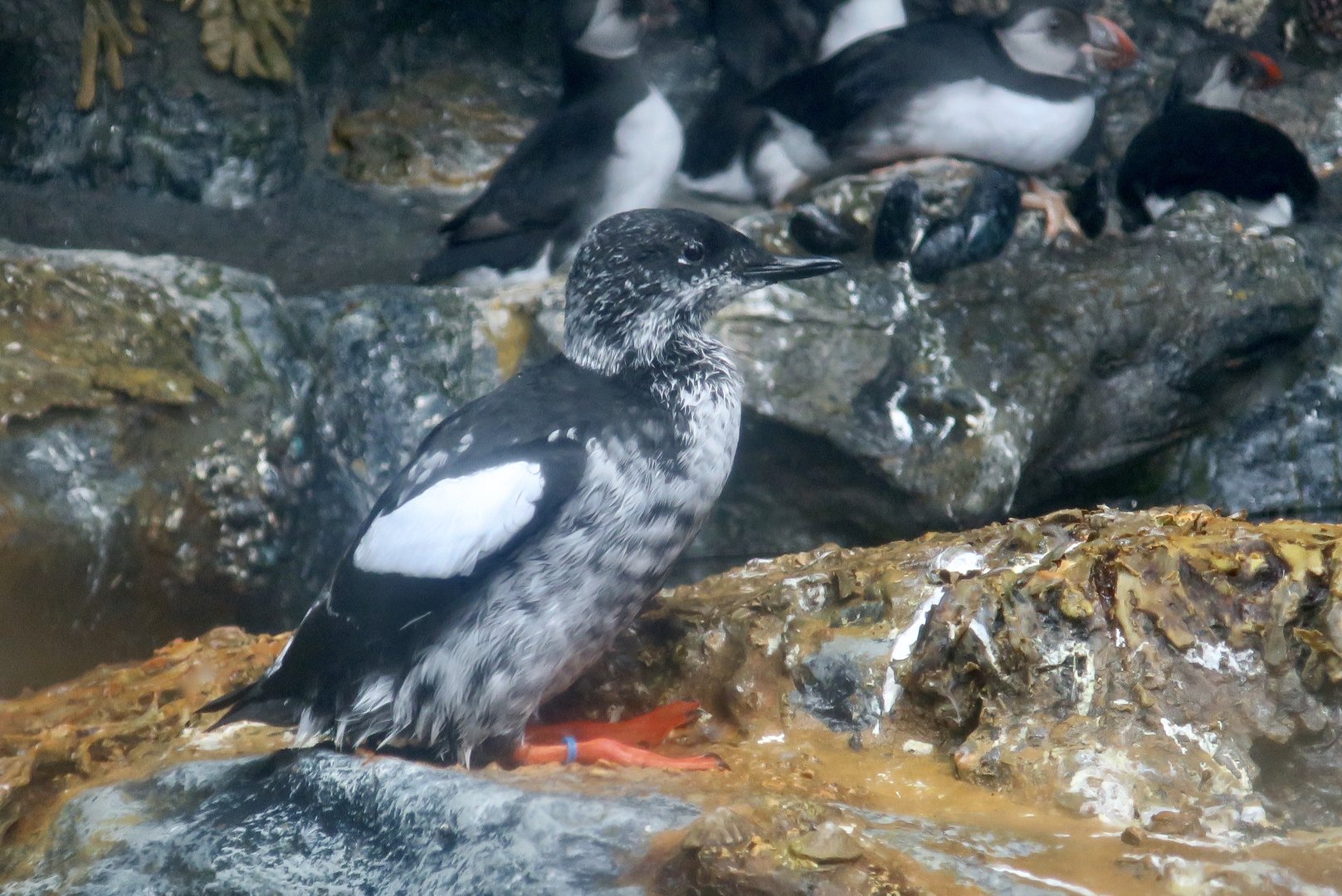 Black Guillemot (Cepphus grylle)