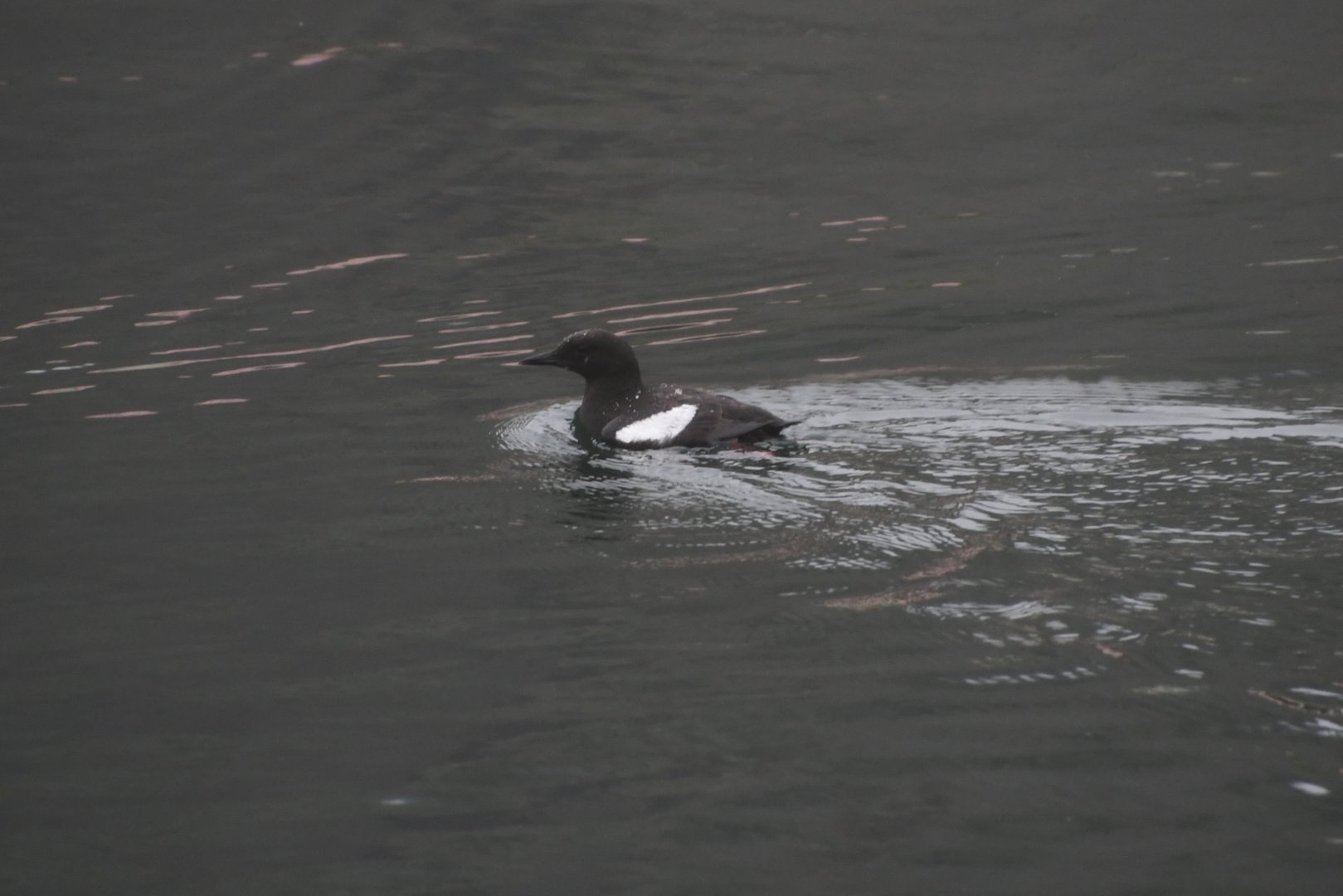 Black guillemot (Cepphus grylle)