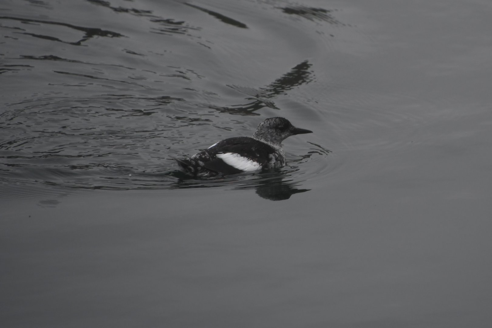 Black guillemot (Cepphus grylle)
